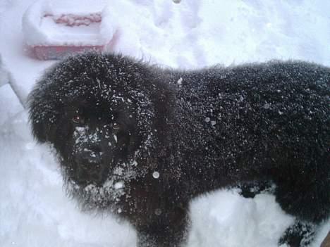 Newfoundlænder Romeo billede 5