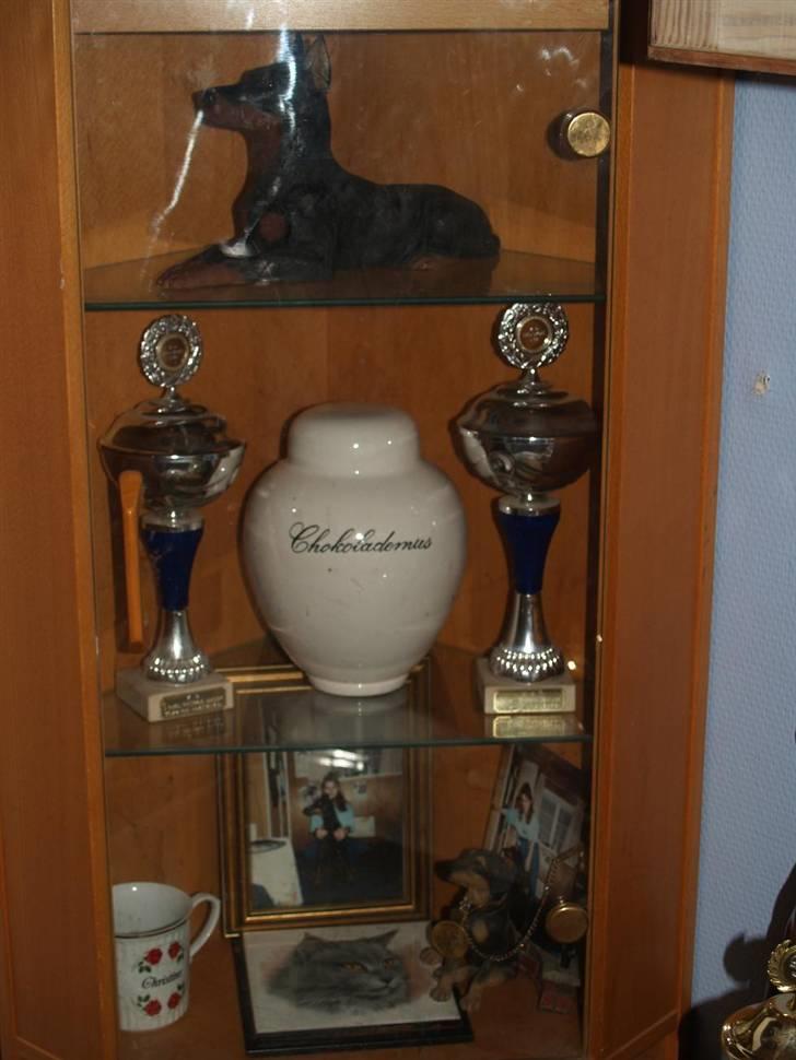 Dobermann Carina Al-Bet R.I.P. - R.I.P. Chokolademus billede 20