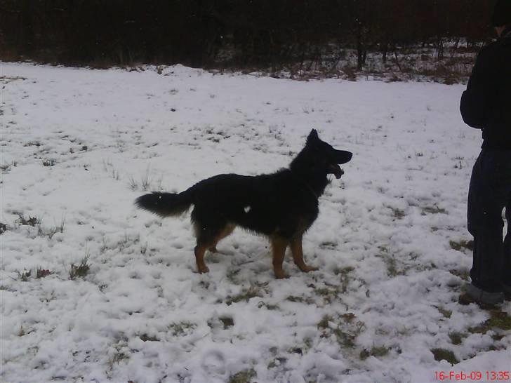 Schæferhund Balto R.I.P 23/6 2009 billede 11