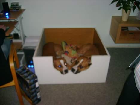 Blanding af racer Amerikansk -bulldog Zimba - zimba og amanda billede 10