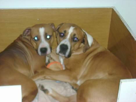 Blanding af racer Amerikansk -bulldog Zimba - århh er de ikk søde billede 11