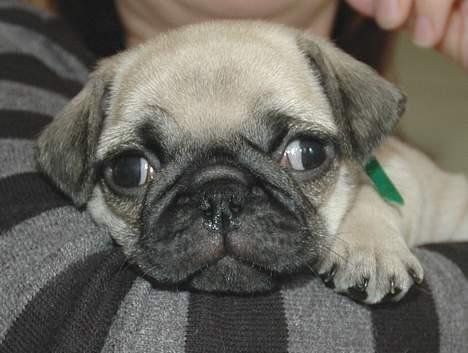 Mops Coco - Er han ikke nusser..Uhh..ligger I mors arme, jeg vil bare hygge og Nygge..ZZzzz billede 1