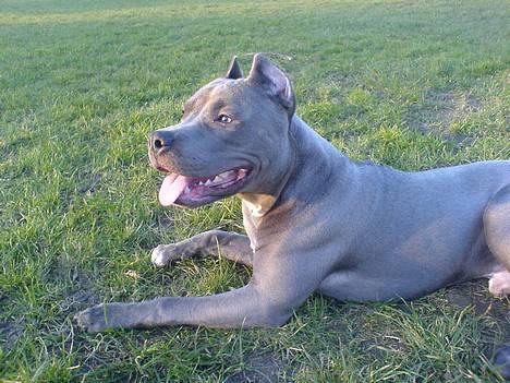 Amerikansk staffordshire terrier Chico billede 19