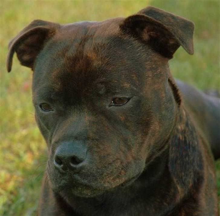 Staffordshire bull terrier Kahvi - Jeg er Kahvi ~det betyder kaffe på Finsk! billede 1