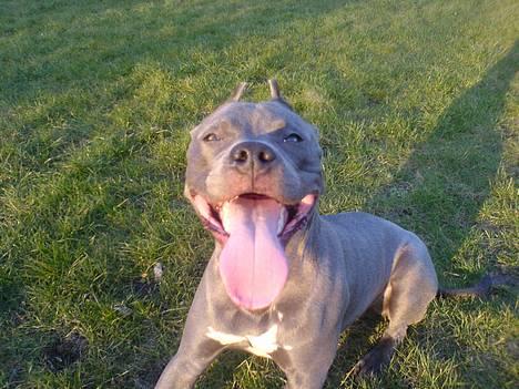 Amerikansk staffordshire terrier Chico billede 20