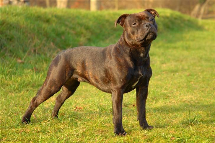 Staffordshire bull terrier Kahvi - *NYT* Februar 2008 kahvi 1år billede 2