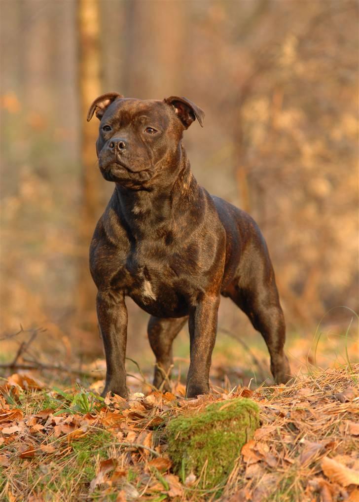 Staffordshire bull terrier Kahvi - *NYT* Februar 2008 1år billede 3