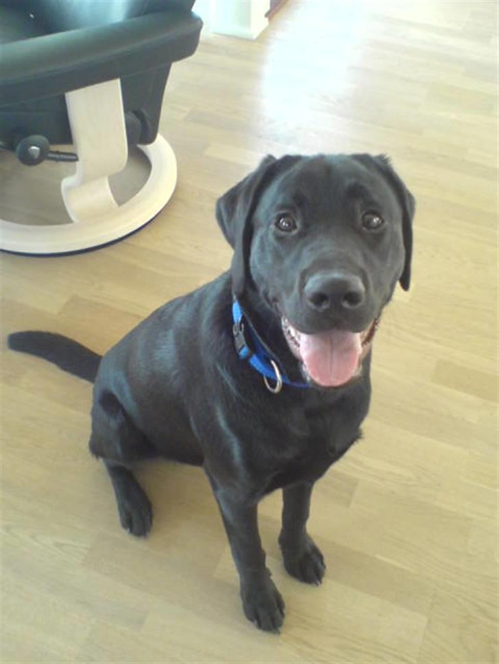 Labrador retriever Benjos black Chivas - Chivas :) billede 1
