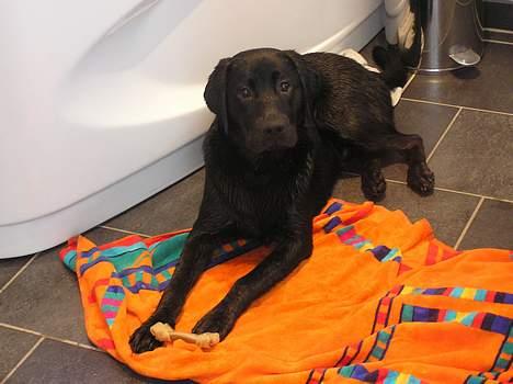 Labrador retriever Benjos black Chivas - Chivas efter bad ;) billede 2