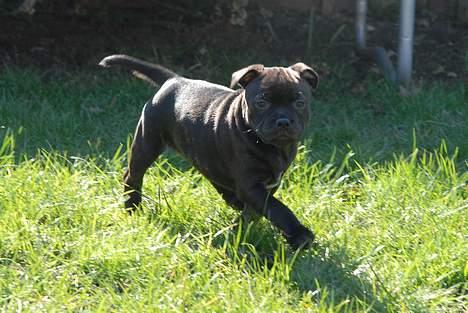 Staffordshire bull terrier Kahvi billede 5