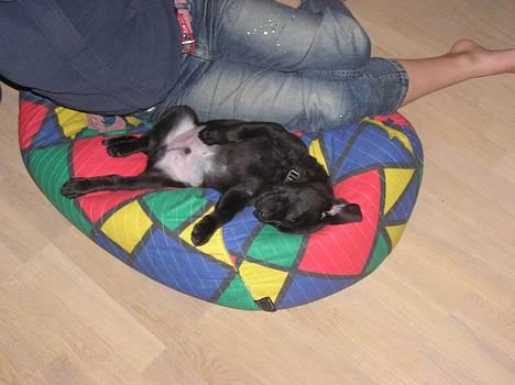 Labrador retriever Benjos black Chivas - Fra den uge han kom hjem til os! hvor er han dog lille :´) billede 3