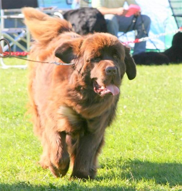 Newfoundlænder Fossy - i fuld sus og dus billede 1