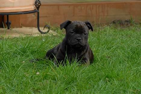 Staffordshire bull terrier Kahvi billede 6