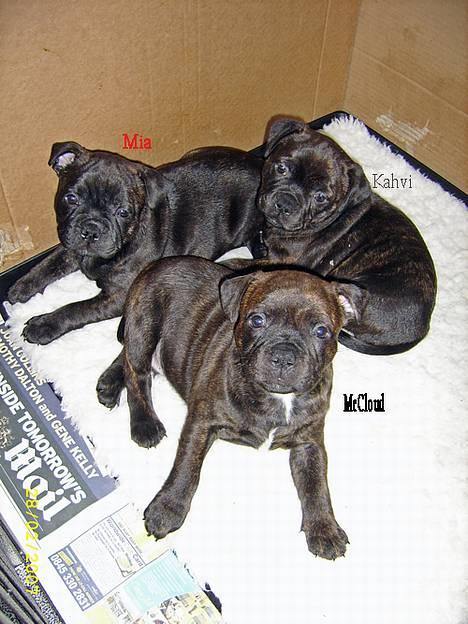 Staffordshire bull terrier Kahvi - mig og mine søskende 6½uge billede 7