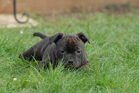 Staffordshire bull terrier Kahvi billede 8