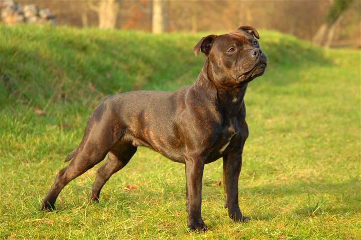Staffordshire bull terrier Kahvi - Ligner jeg lidt min far? billede 9