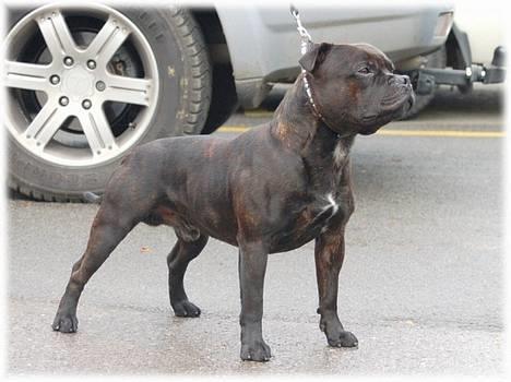 Staffordshire bull terrier Kahvi - Min super lækre far  billede 10