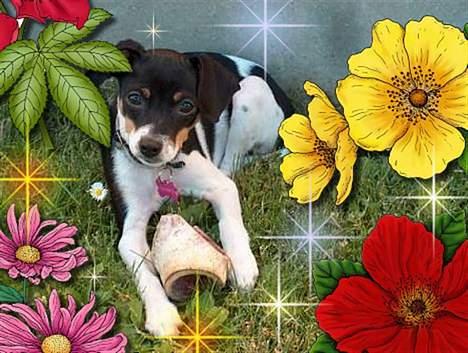 Blanding af racer Baby - 1000 tark for billedet Linda T billede 12