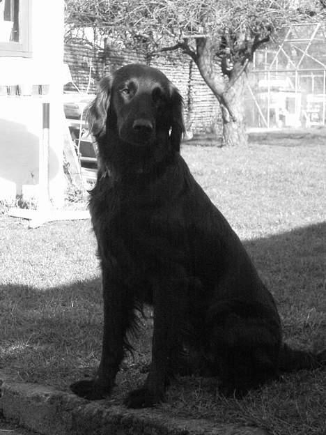 Flat coated retriever Kaya billede 8