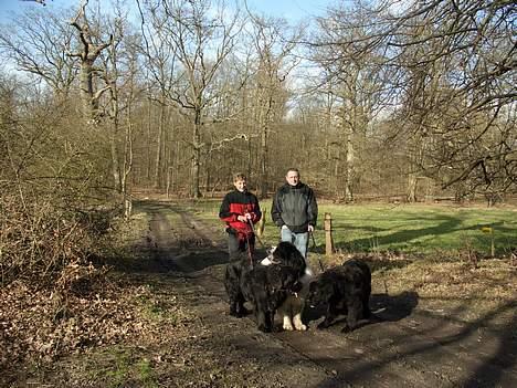 Newfoundlænder miamaja - Skønt med en skovtur. billede 6