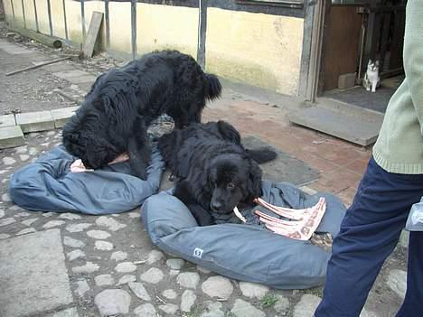 Newfoundlænder miamaja - Bare den kat nu ikke tager vores kødben!!! billede 7