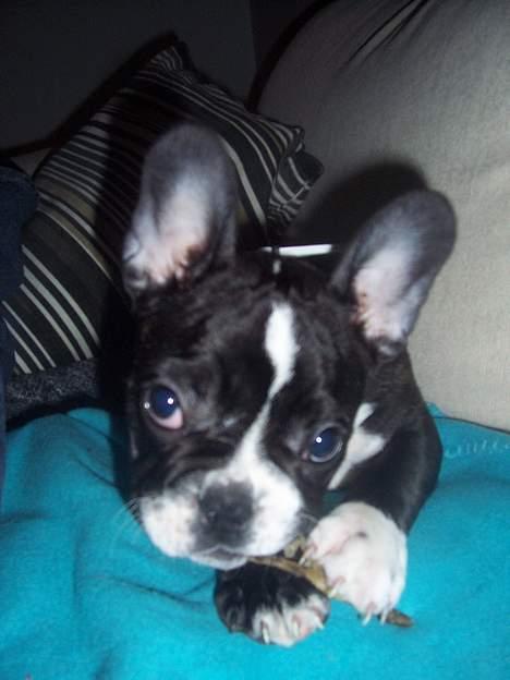 Fransk bulldog Oscar - Mig slem??? nej aldrig billede 19