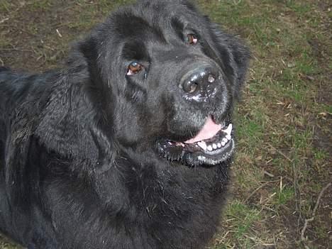 Newfoundlænder miamaja - Hejsa... Gir du en godbid? billede 8