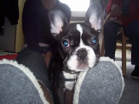 Fransk bulldog Oscar - Hva skal man gøre for at få en gå tur mere??? forsøger mig med charme :-) billede 20
