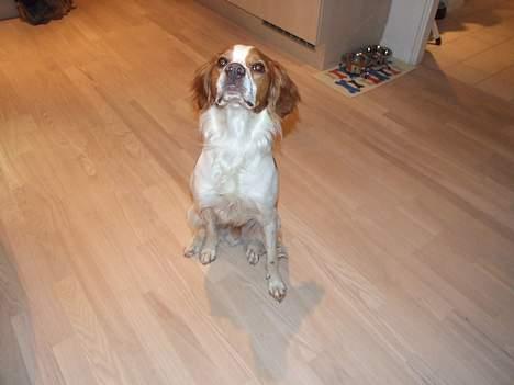 Breton Karo billede 9