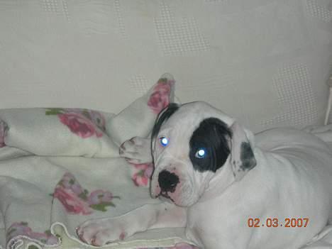 Amerikansk bulldog Hercules - Hercules 12 uger billede 10