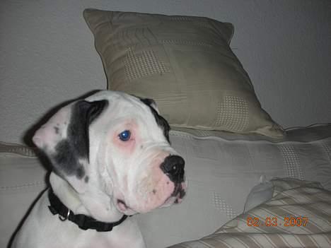 Amerikansk bulldog Hercules billede 11