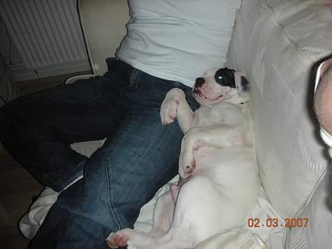 Amerikansk bulldog Hercules - Min yndlingsbeskæftigelse:-) billede 12