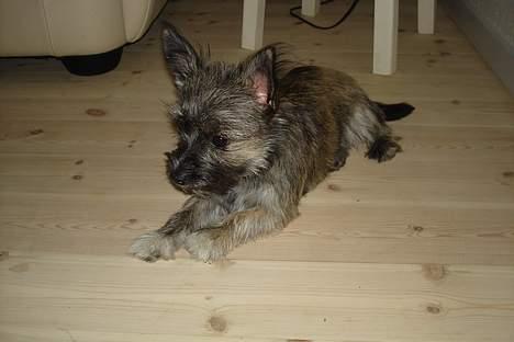 Blanding af racer Fie billede 1