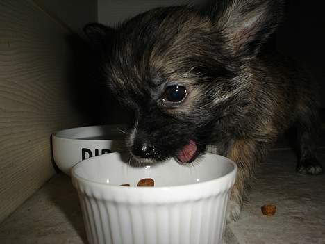 Blanding af racer Fie - Smaske smaske!!! billede 2