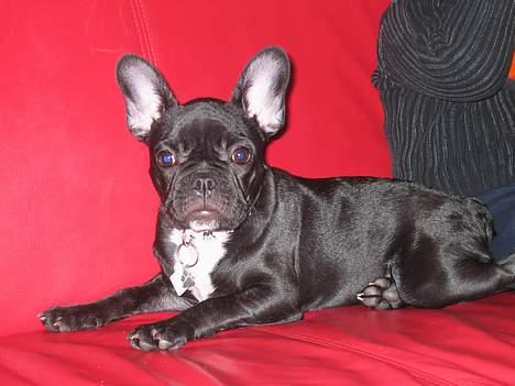 Fransk bulldog liva billede 6