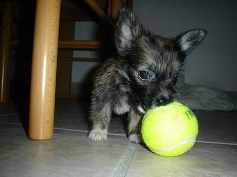 Blanding af racer Fie - Så fin hun også var som lille.. Hun elsker stadig tennisbolde billede 3