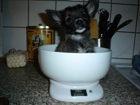 Blanding af racer Fie - Op på vægten skatte, så vi kan være sikker på du bliver stor og stærk... WAGA! billede 4