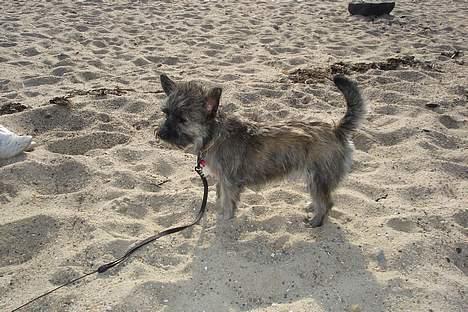 Blanding af racer Fie - Stranden er skøn, og så snart jeg ser mit snit, så skal der leges i vandkanten.  billede 5