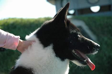 Karelsk bjørnehund Lucka - Smuk i profil:-) billede 1