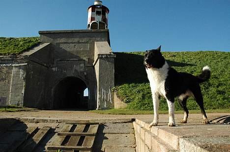 Karelsk bjørnehund Lucka billede 2