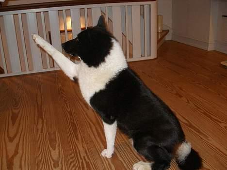 Karelsk bjørnehund Lucka billede 4