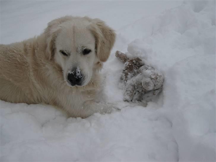 Golden retriever Silas - Silas ude i sneen :) NYT billede 1