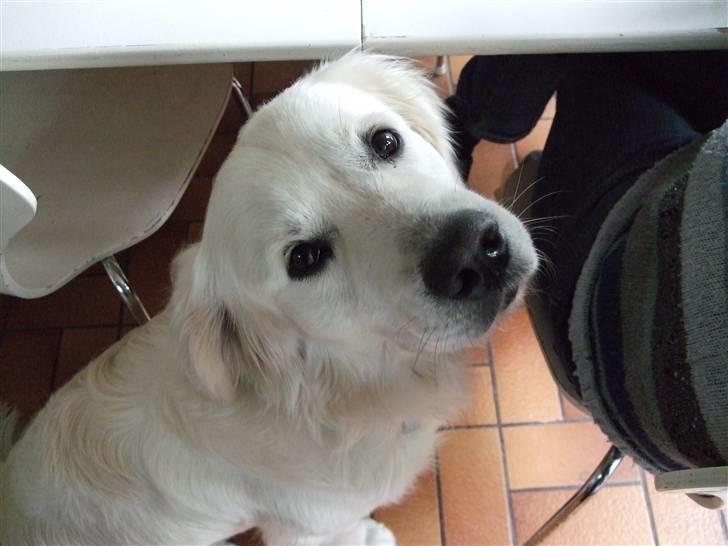 Golden retriever Silas - Kontakt ;) Silas kigger lige op på mig ;)  billede 2