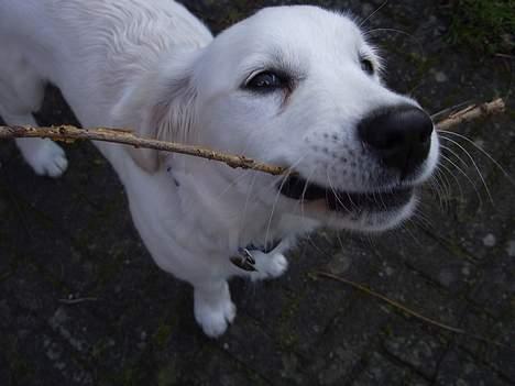 Golden retriever Silas - Silas med en pind i munden :) Jeg synes også han ligner lidt en søløve med knurhårene og den store snude.. :) hehe billede 3