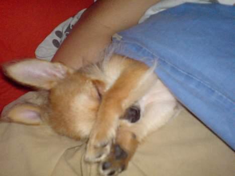 Blanding af racer Thilde - "Sluk så det lys!!!" billede 5