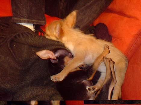 Blanding af racer Thilde - Ca 3 mdr gammel. Thilde får en lur sammen med Freya. billede 6