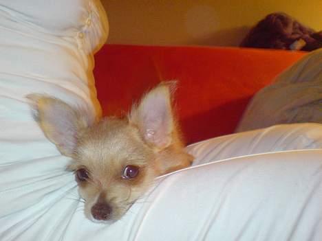 Blanding af racer Thilde - Ca 3 mdr gammel. Putter på mors ben. billede 7