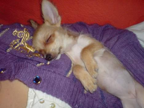 Blanding af racer Thilde - Dette er Thildes ynglingsplads, både nat og dag. billede 8