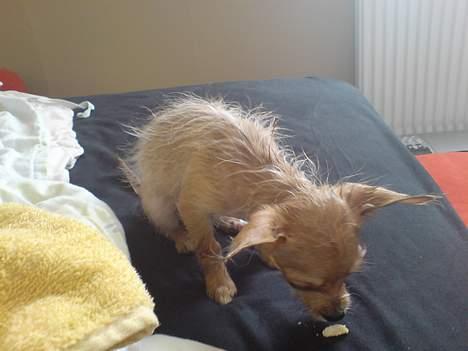 Blanding af racer Thilde - "Det er da ikke sjovt at være i bad, vel!?!" billede 9