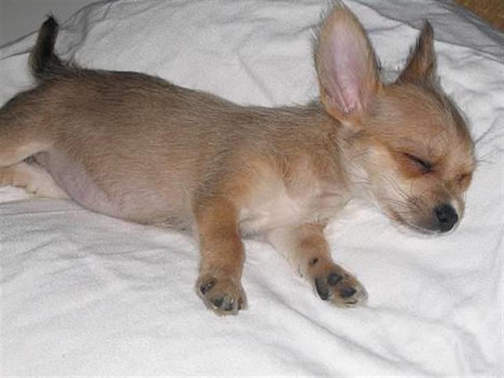 Blanding af racer Thilde - Thilde er her 8 uger gammel. En lille guldklump som kom ind i mit liv i januar 2007! billede 11